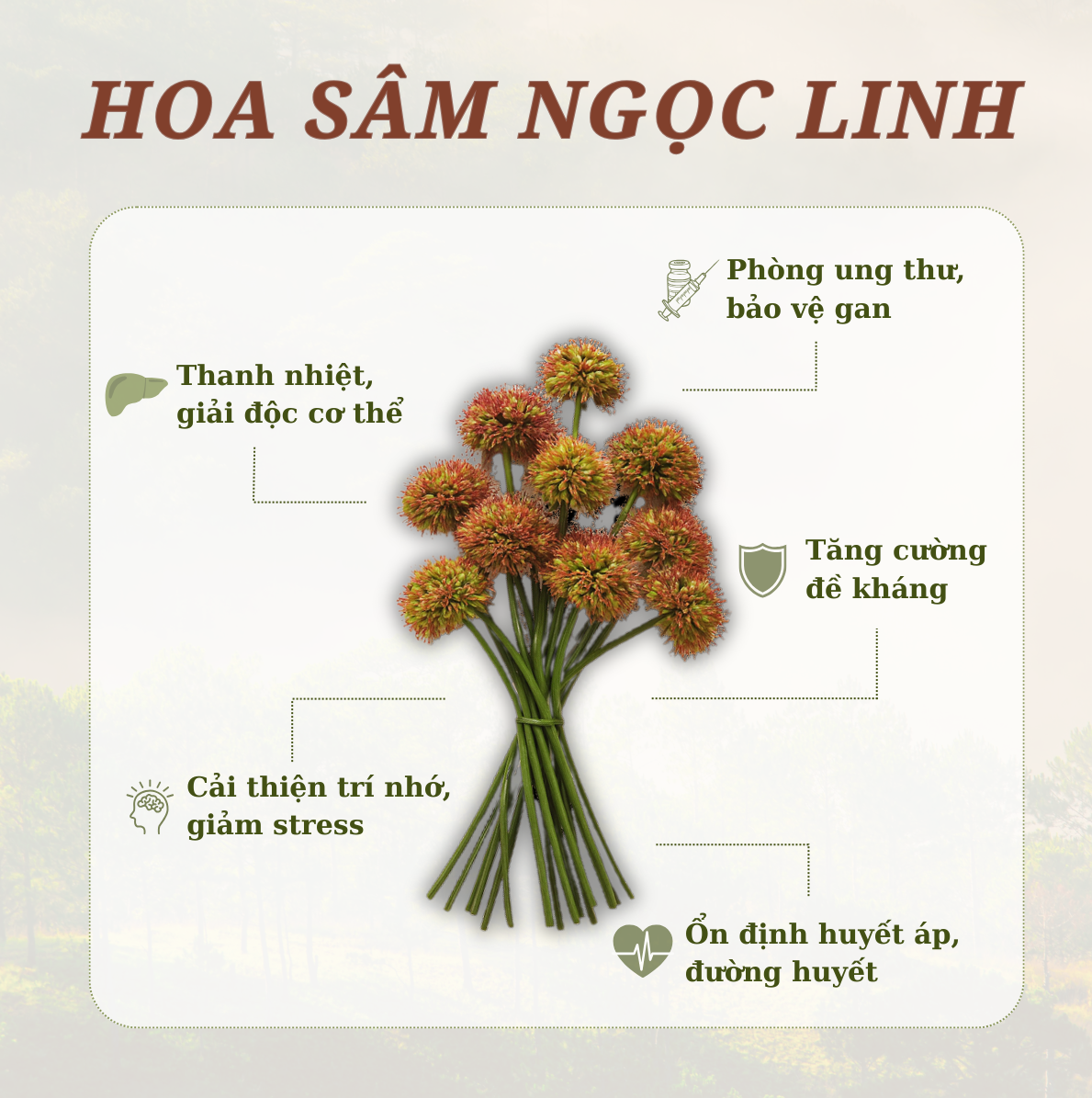 Hoa sâm Ngọc Linh có tác dụng gì